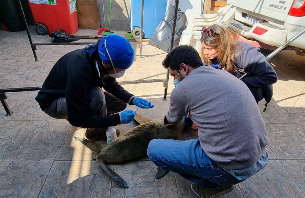 Municipalidad apoyó labor de rescate de lobo marino juvenil -   Noticias de Arica y Parinacota