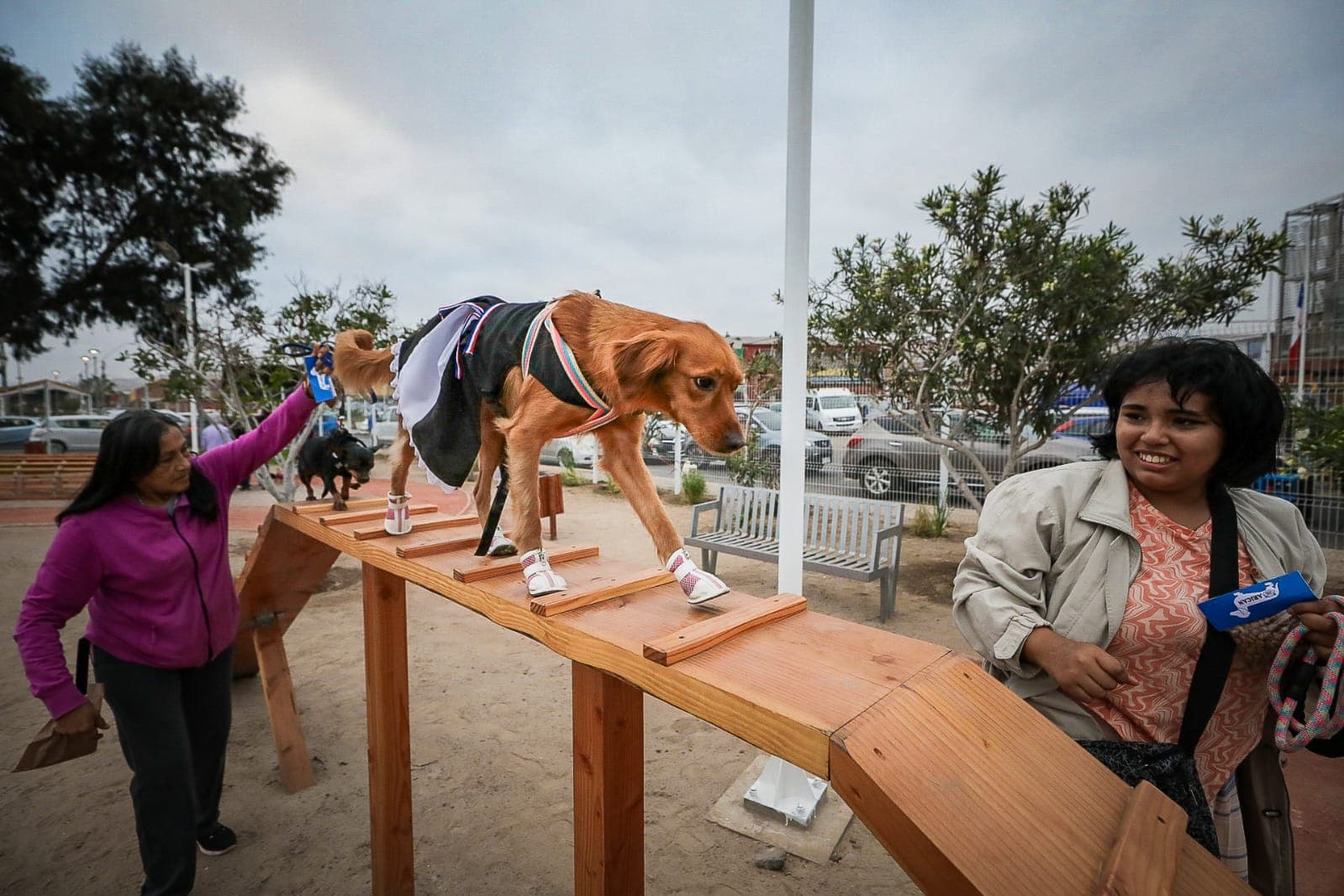 En agosto la Municipalidad abrirá Arica, el primer parque para perros de  Arica – Region XV