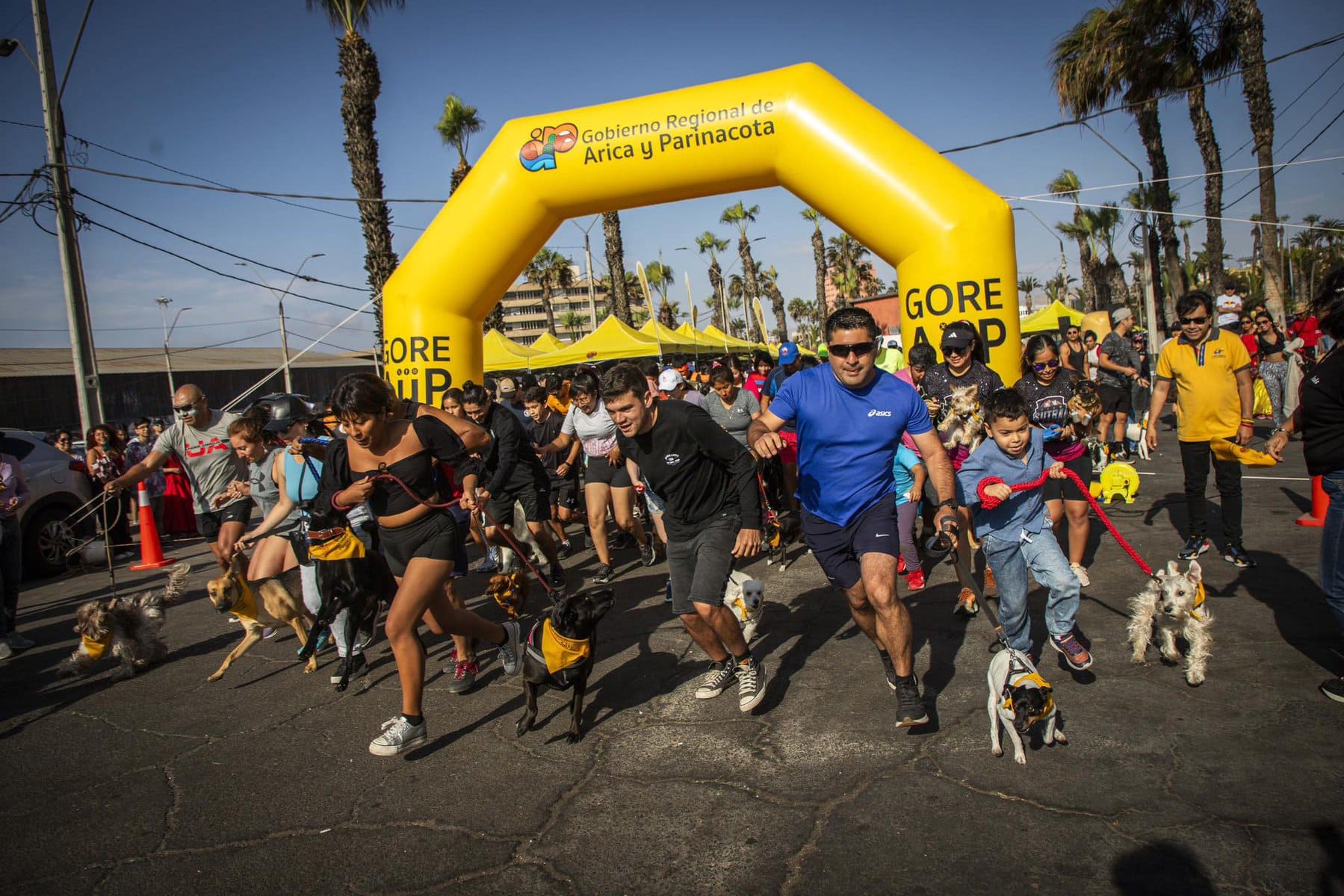 Con éxito Se Desarrolló La Feria Y Corrida Canina “anuqara” 2023 Fronteranortecl Noticias De 